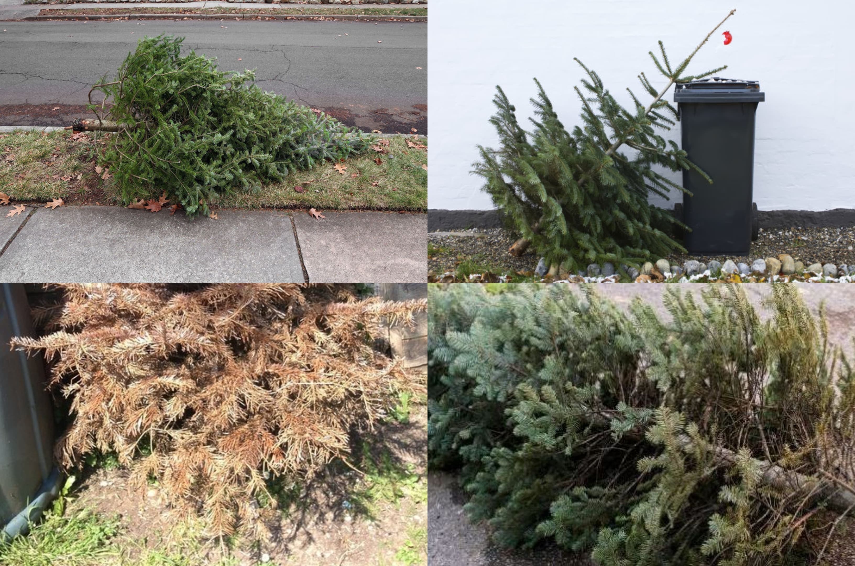 4 old christmas trees near me ready for removal and collection